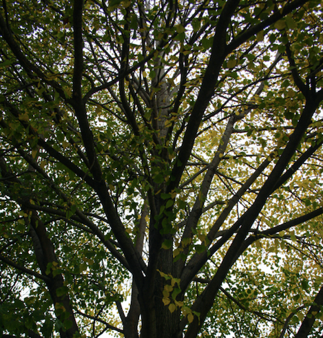 trees