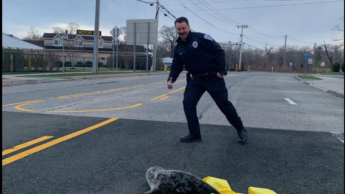 Baby harbor seal rescued from middle of Long Island highway