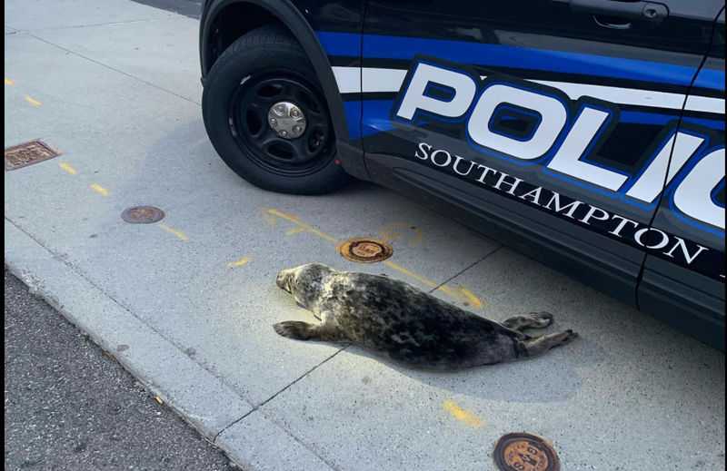 Seal with Southampton police vehicle