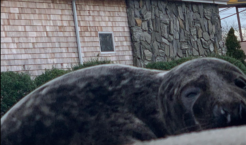 Seal rescued from highway