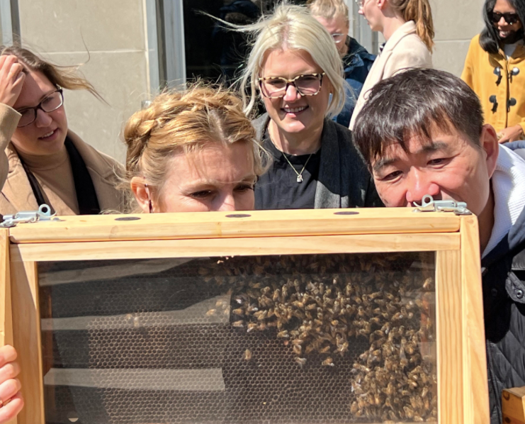Bees