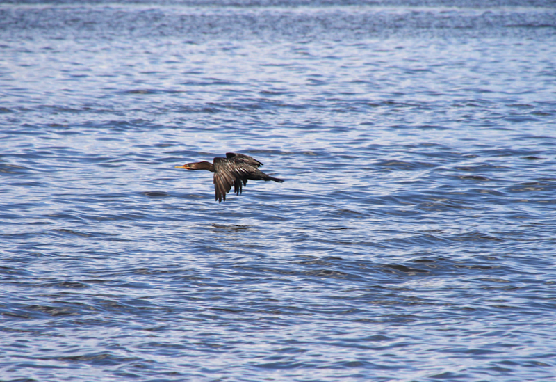 bird over water