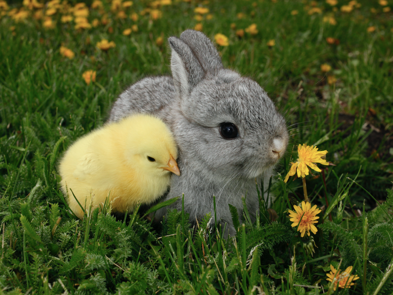 Easter critters