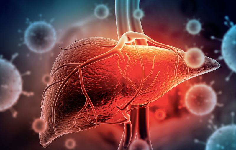 liver illustration