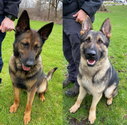 k-9 dogs