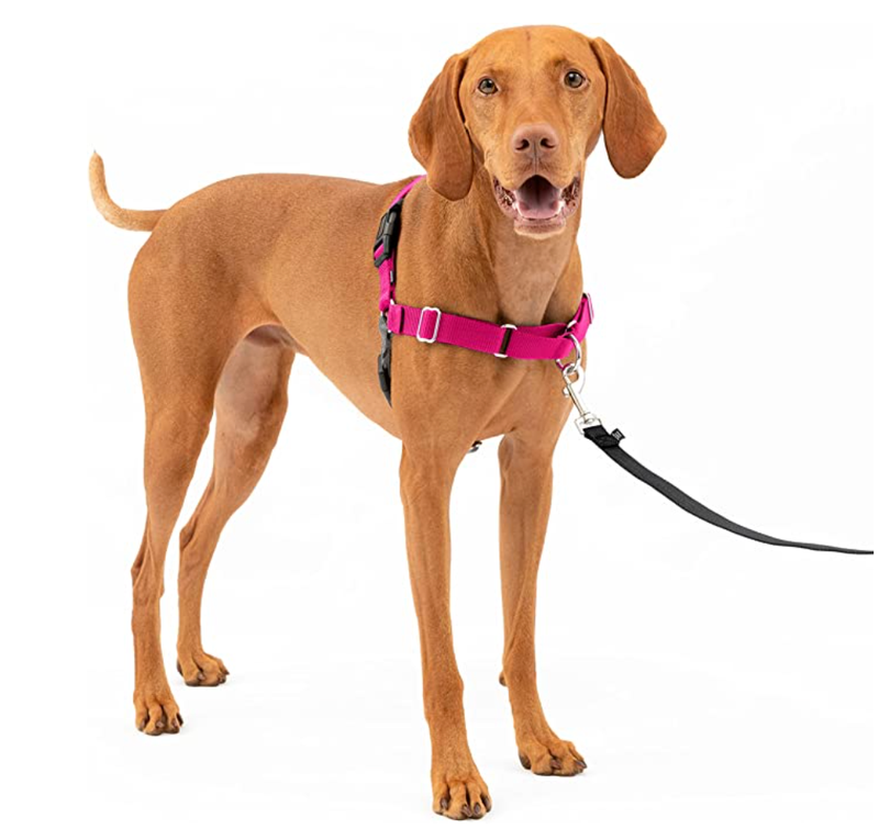 leash