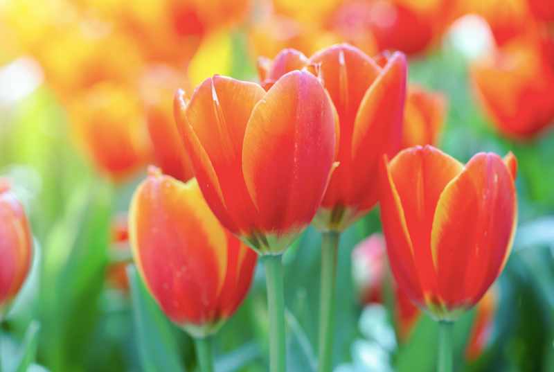 tulips