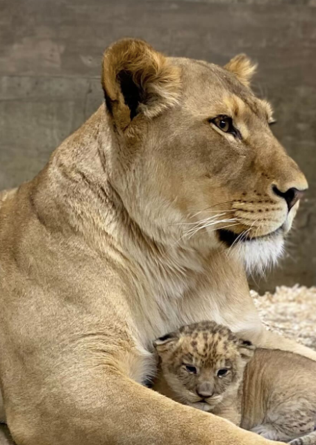 cub and mom
