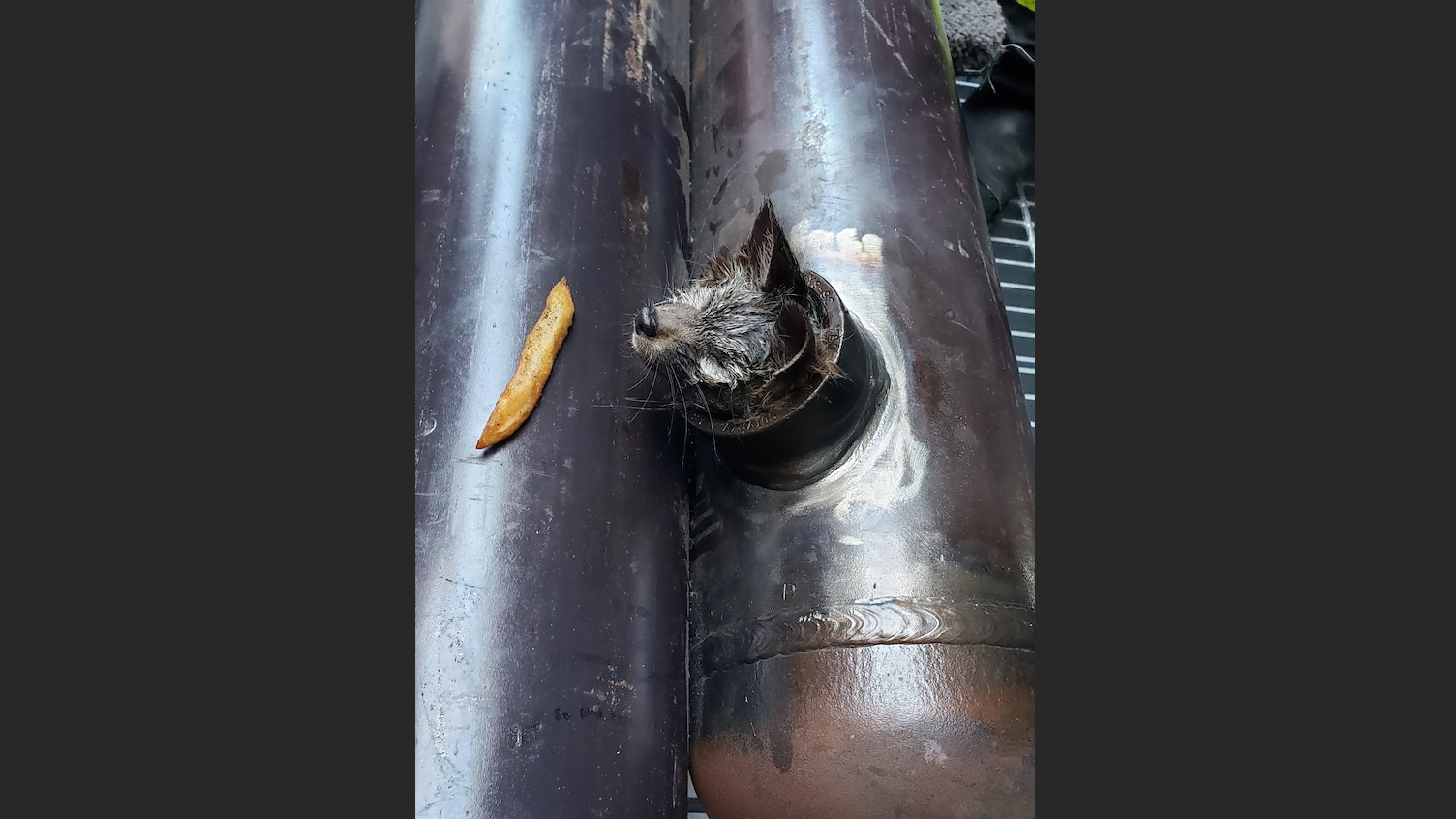 PHOTOS: Trapped baby fox rescued at SF construction site