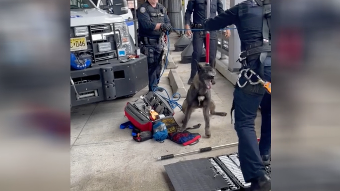 VIDEO: Police rescue lost NYC dog from ledge of NJ Home Depot