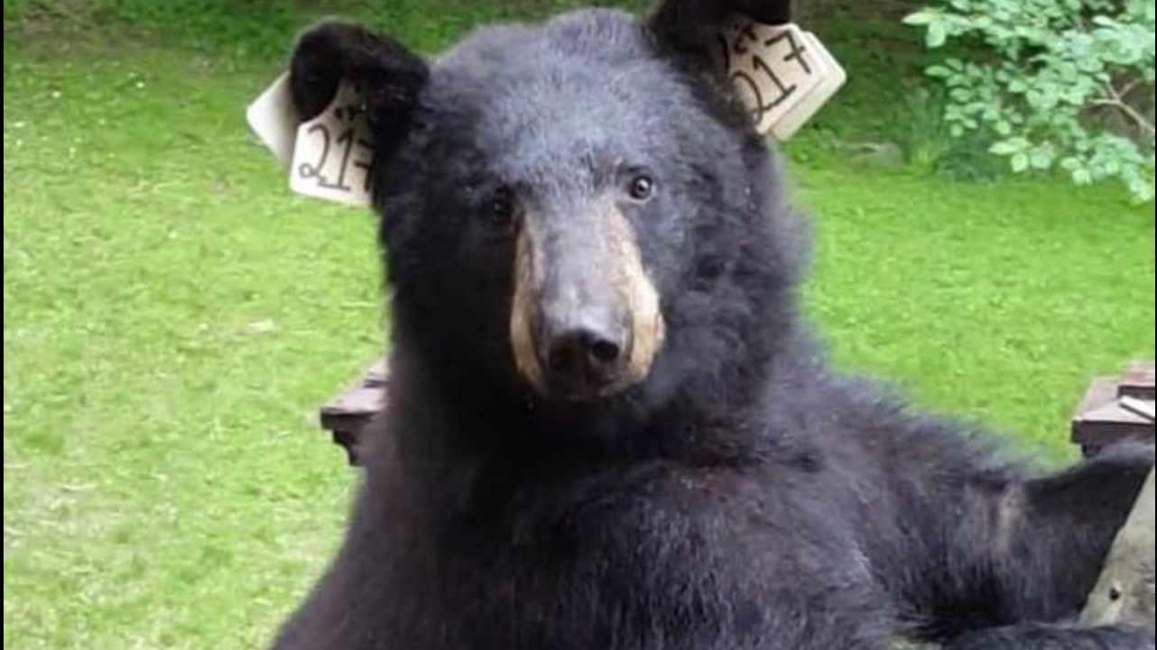Well-loved CT black bear shot dead orphaning 2 cubs