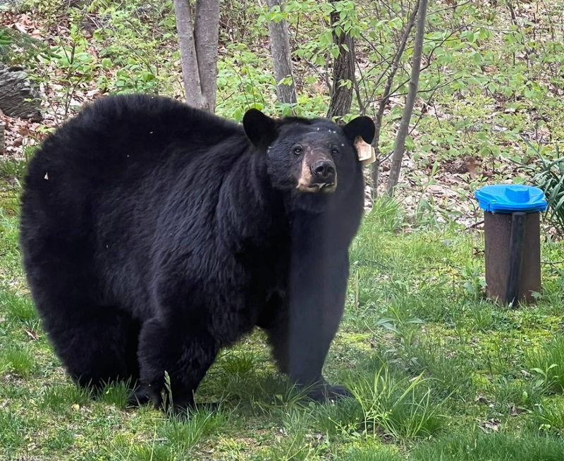 Bobbi the Bear