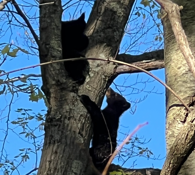 Bobbi's cubs
