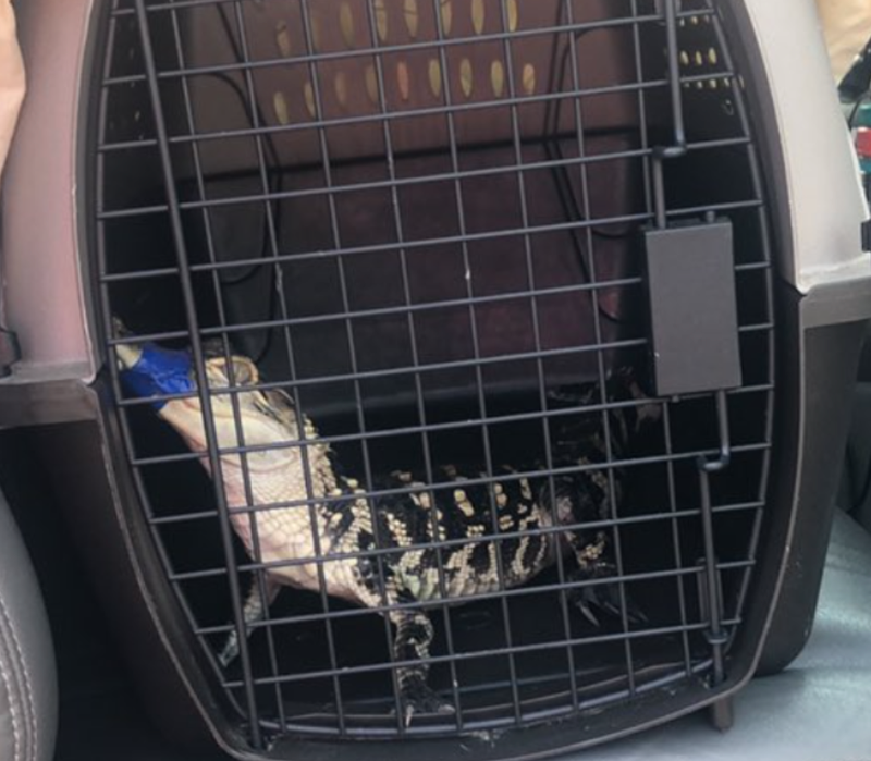 An alligator was one of the animals rescued from a home on Long Island, officials said Wednesday.