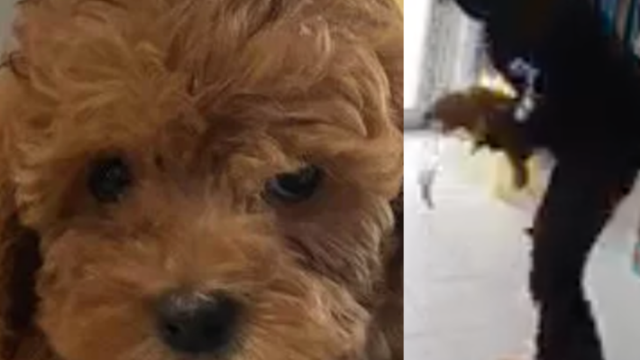 $2K reward offered after puppy stolen from NJ pet store