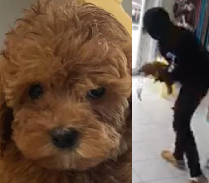 A $2,000 reward is being offered after a puppy was stolen from a Middletown pet store on Thursday.