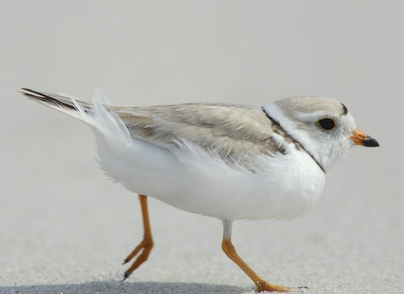 plover on beach