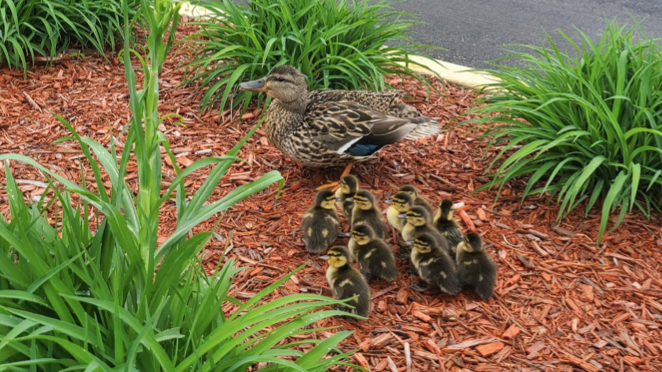 Firefighters save duck family from drain