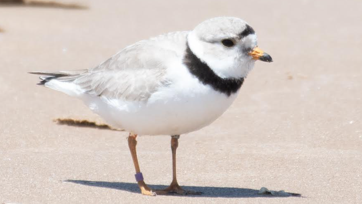Offspring of Monty and Rose spotted at Montrose Beach, but for how long?