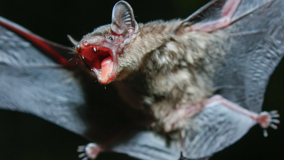 Rabid bat found in Woodstock, family getting precautionary treatment