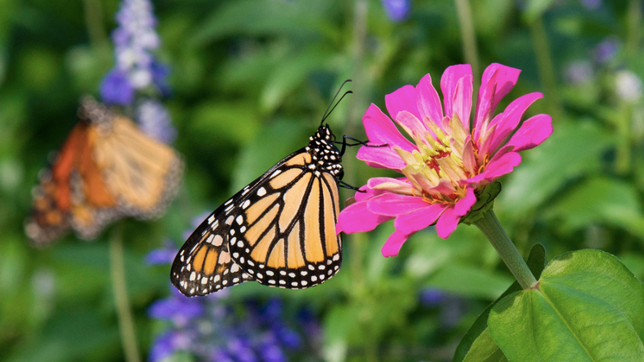 Butterfly garden reopens at Brookfield Zoo