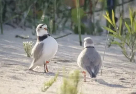 Monty and Rose piping plovers