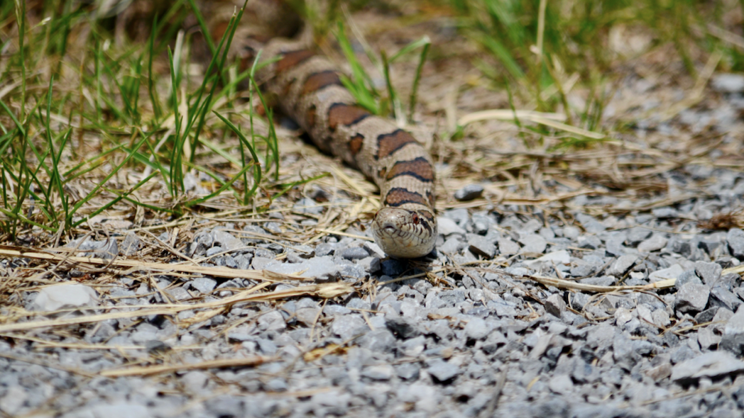 Eastern milksnake slithers to new designation: official snake of Illinois