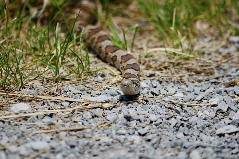 snake