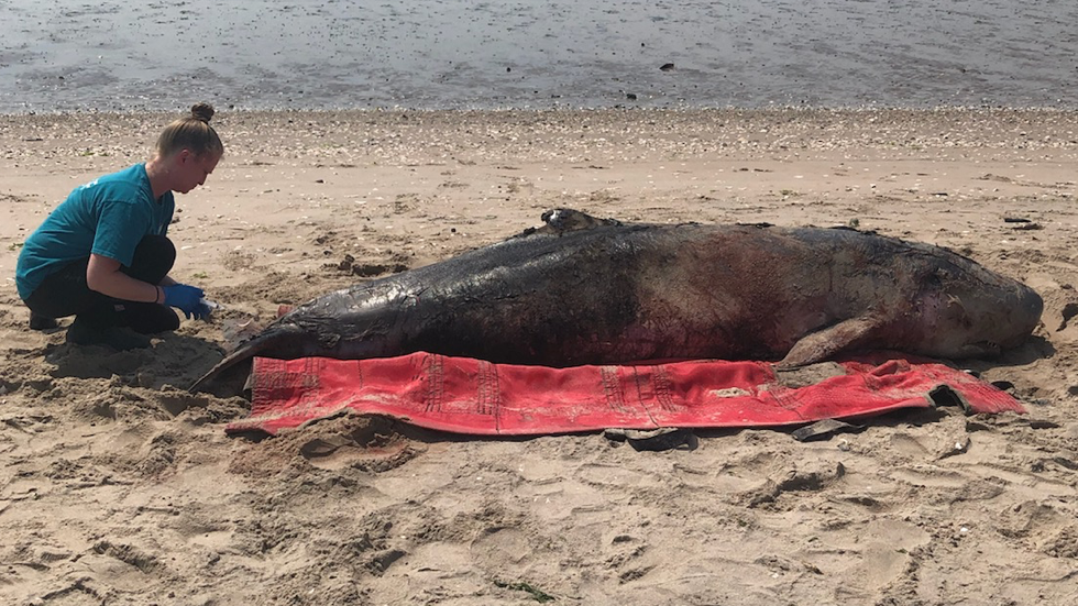 PHOTOS: Rare pygmy sperm whale dies after washing up on Brooklyn beach