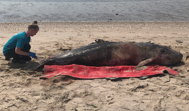 A rare pygmy sperm whale died after it washed ashore on Plumb Beach in Brooklyn earlier this week.