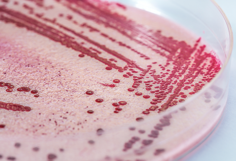 listeria