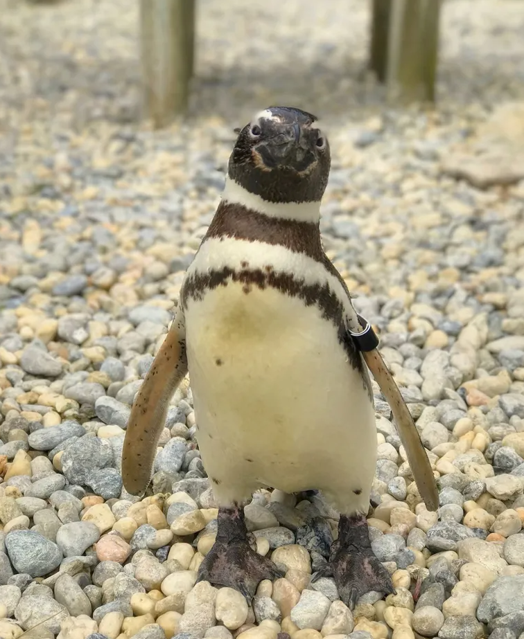 The last founding member of the Magellanic penguin colony at the San Francisco Zoo died on Wednesday.