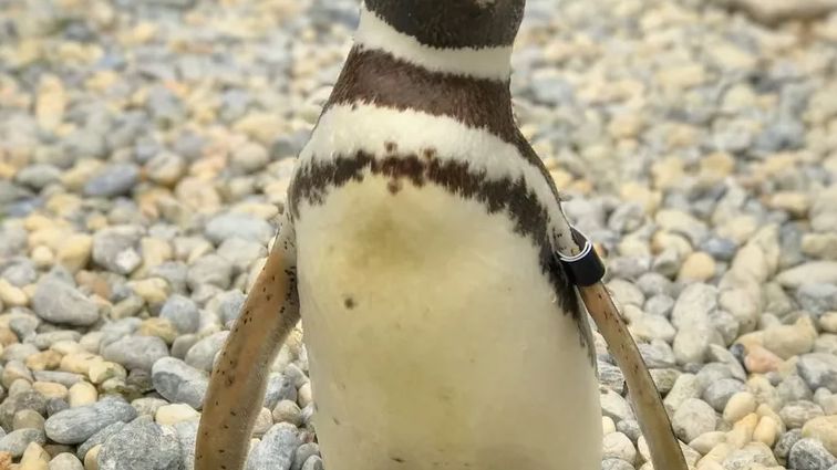 San Francisco Zoo's oldest Magellanic penguin has died