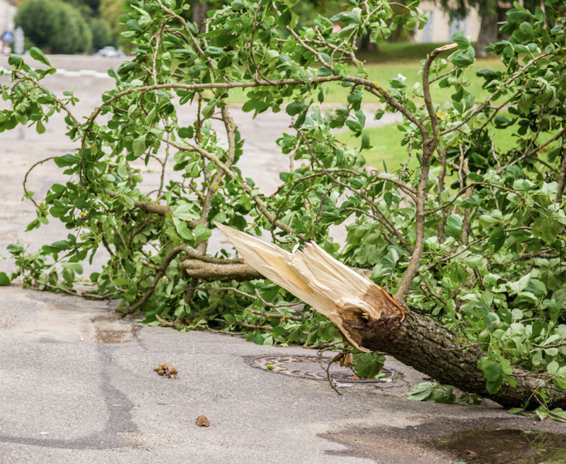 tree debris
