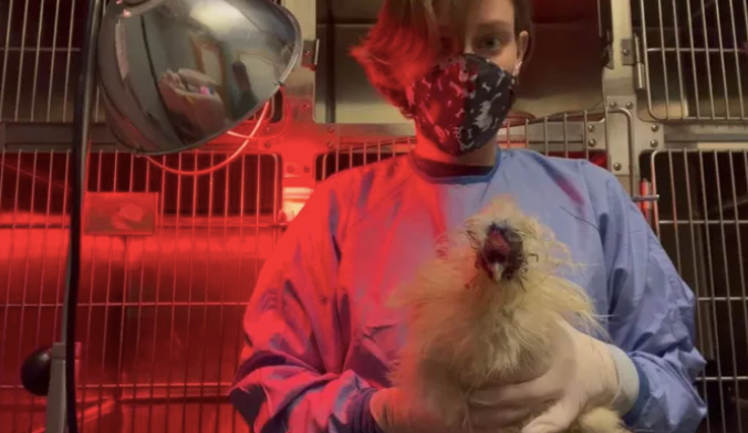 rescued bird