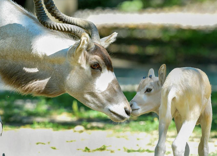 Addax