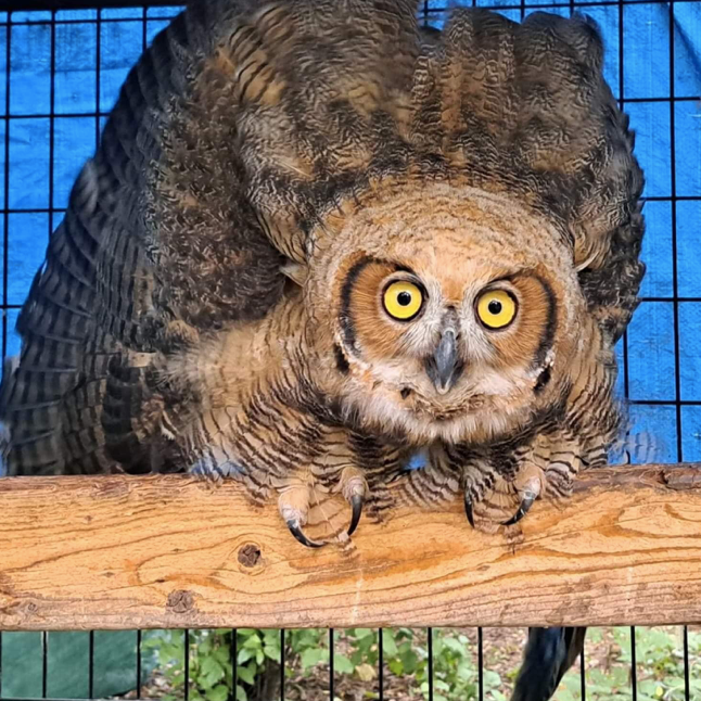 Owlet