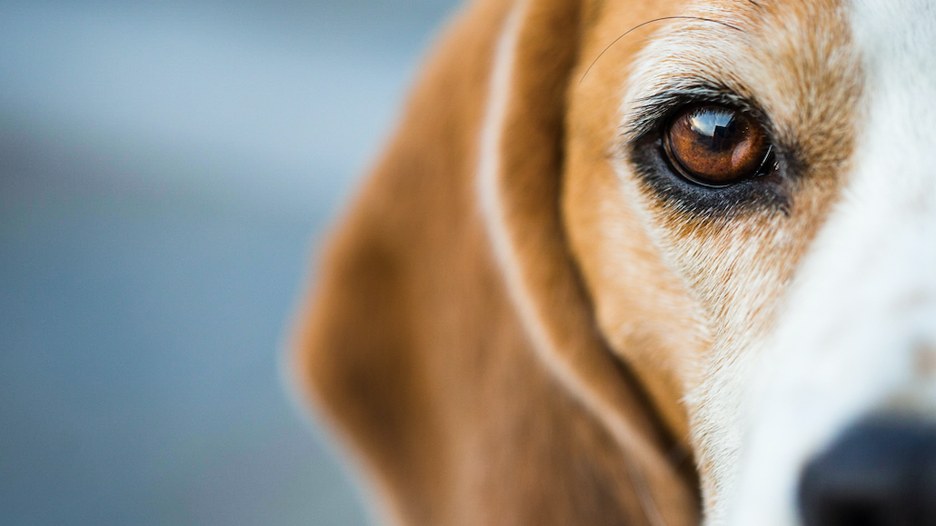 Animal shelter will bring 100 rescued beagles to Chicago area from Virginia