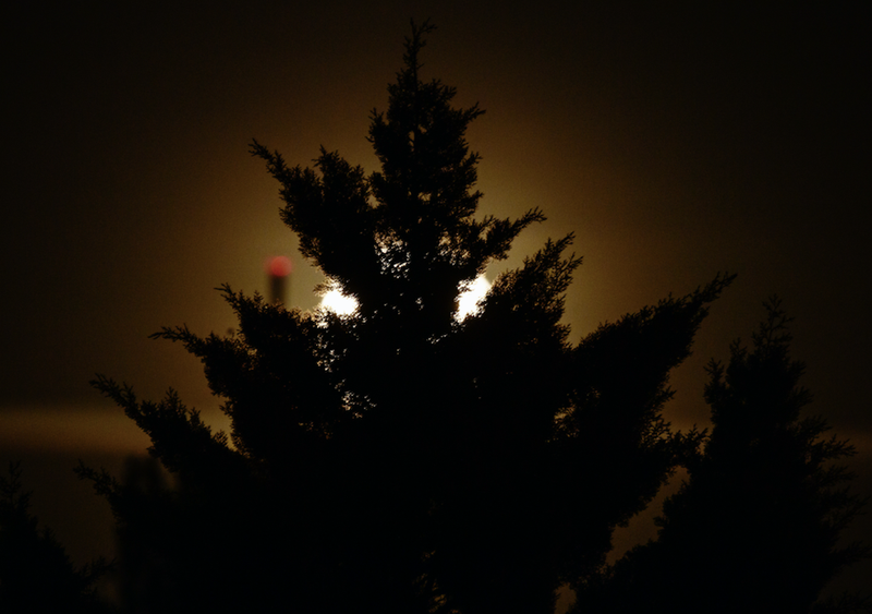 supermoon behind tree