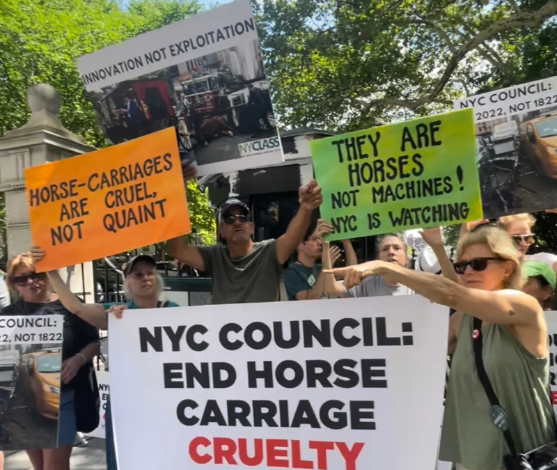 Demonstrators gathered outside City Hall on Thursday to demand City Council pass a bill that would replace horse-drawn carriages with electric carriages in New York City.