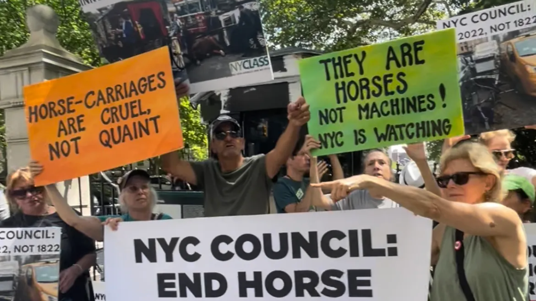 Protesters at City Hall demand end to NYC horse-drawn carriages after horse collapse