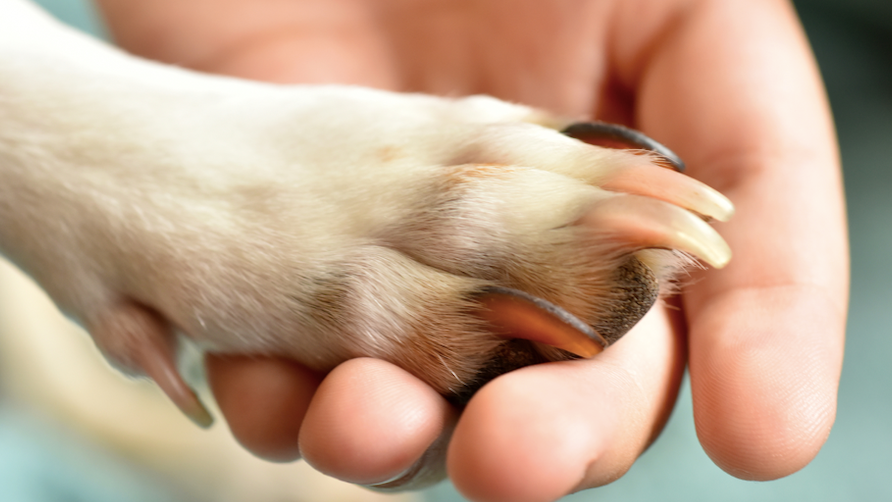 Nearly 200 rescued dogs need foster homes