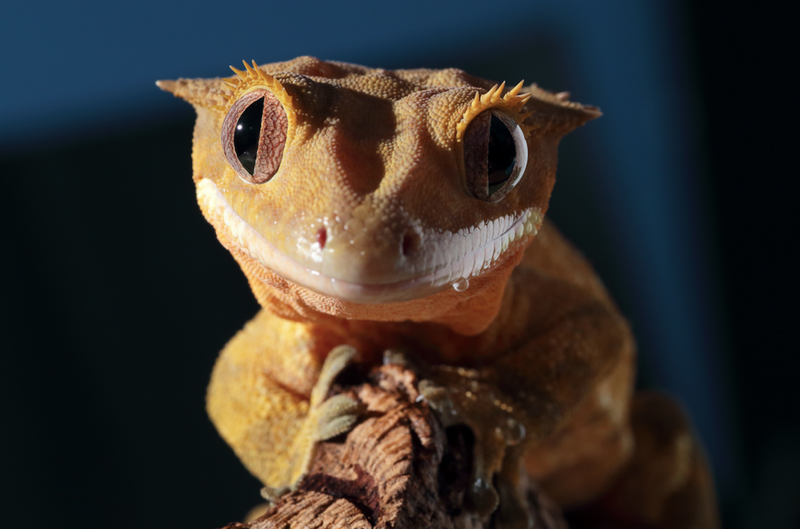 gecko close up