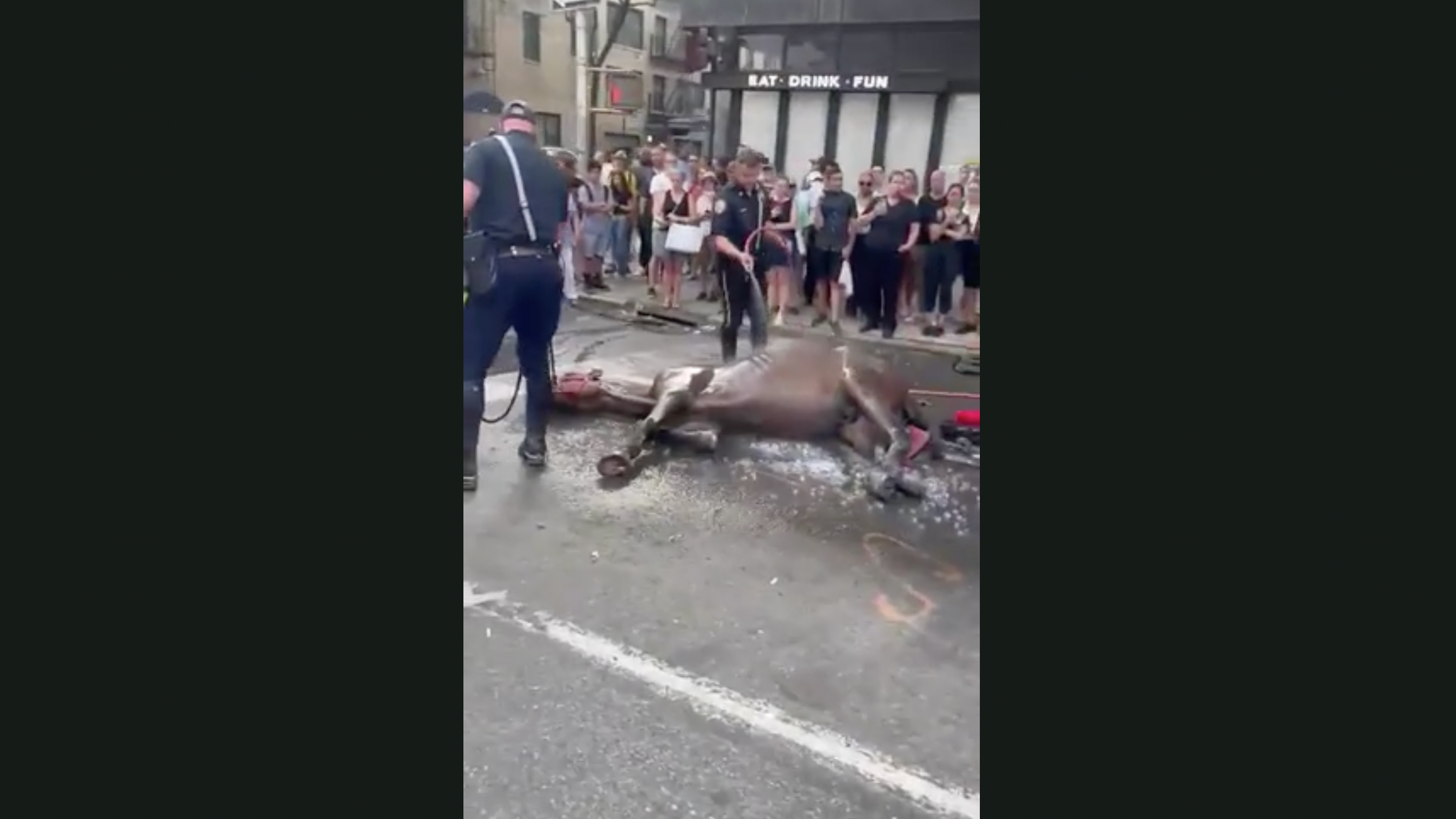 Vet report shows collapsed carriage horse was malnourished, older than reported