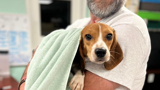 Chicago leg of national beagle rescue a great success: 'It was amazing'