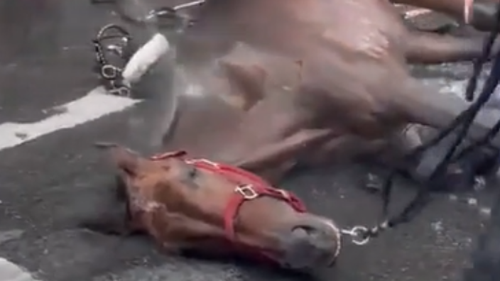 Bella Hadid urges Adams, City Council to 'take action' after carriage horse collapses