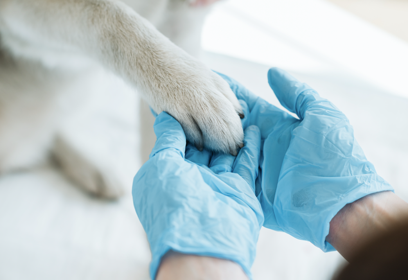 veterinarian