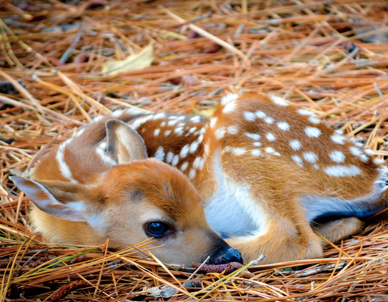 fawn