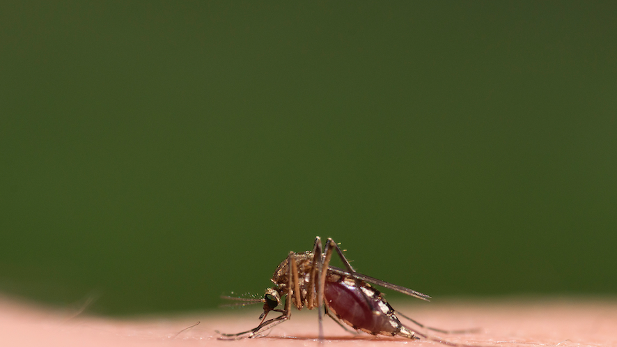 Illinois reports first West Nile Virus case – and related death – for 2022