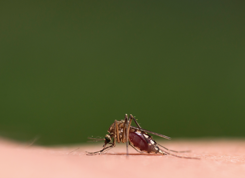 mosquito